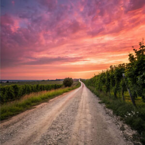 El Camino de la Conciencia